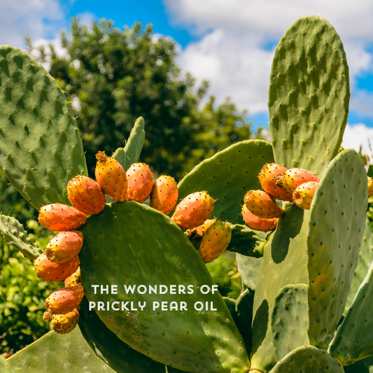 Celebrating Hispanic Heritage Month: The Wonders of Prickly Pear Oil